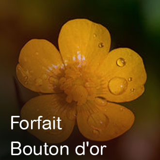 Forfait Bouton d'or