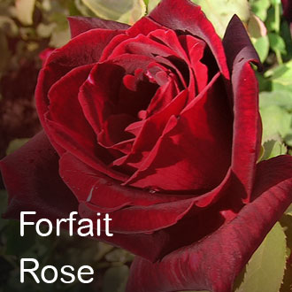 FORFAIT ROSE : 120 €