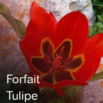 FORFAIT TULIPE : 140 €
