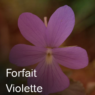 FORFAIT VIOLETTE: 100€00